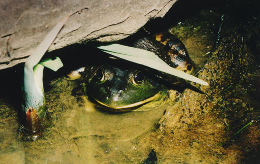 Frog in a pond. Environmental Engineering Services by HMB Professional Engineers, Frankfort, Kentucky