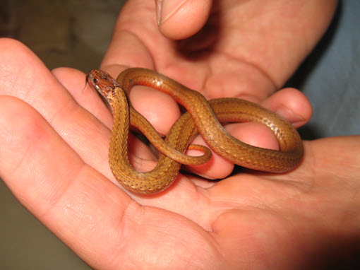 North Redbelly Snake, Environmental Services by HMB Engineers